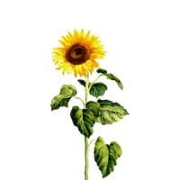 The General Intelligence Company